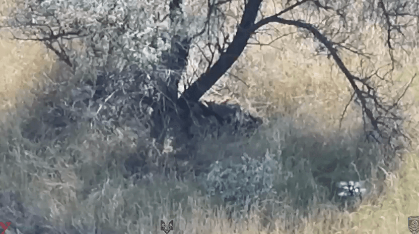 Blurred preview: Comprehensive work of our drone operators in the Pokrovsk direction — Close-up footage of the results of our work and dozens of dead occupiers | Da Vinci’s Wolves